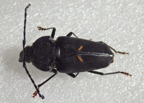 Neomegaderus stigma